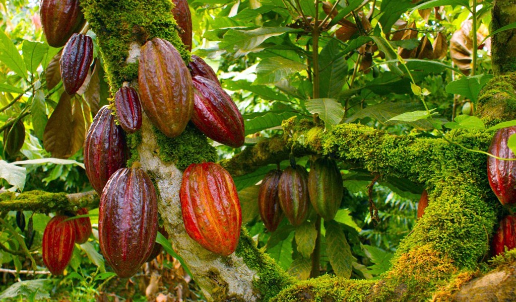 Tecnología Superior en Producción de Cacao